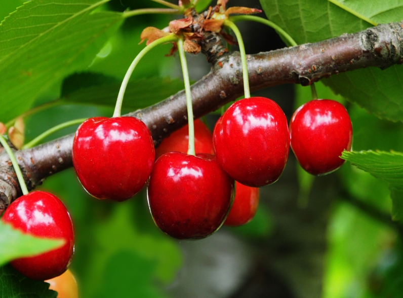 Cerezas en plena maduración sobre el árbol