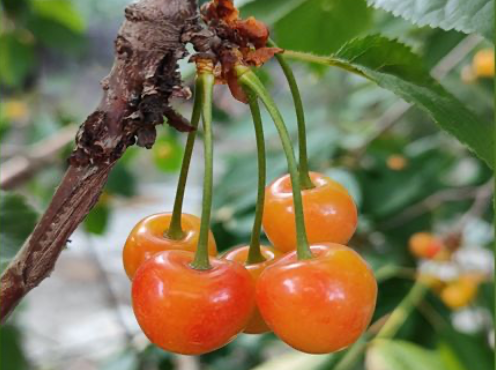 Cerezas pintando — segunda aplicación