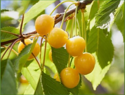 Cerezas en color pajizo — primera aplicación